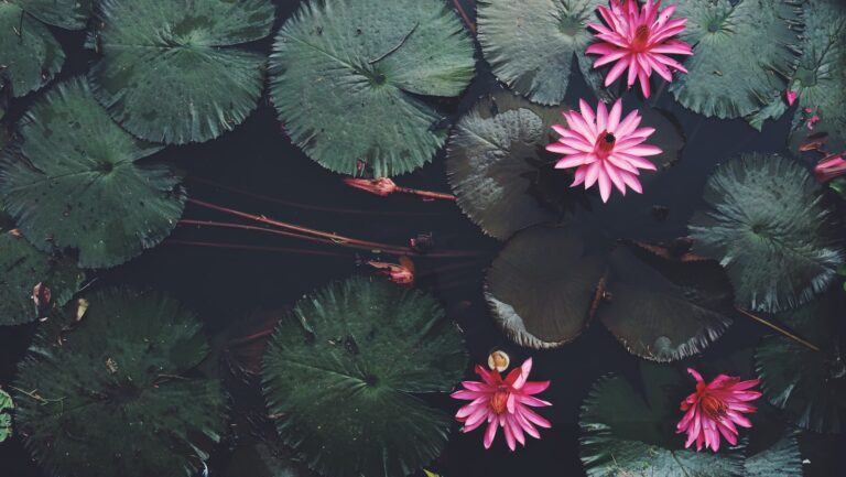 green and brown plant on water